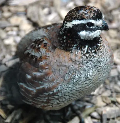 File:Colinus virginianus (northern bobwhite quail) 1.jpg