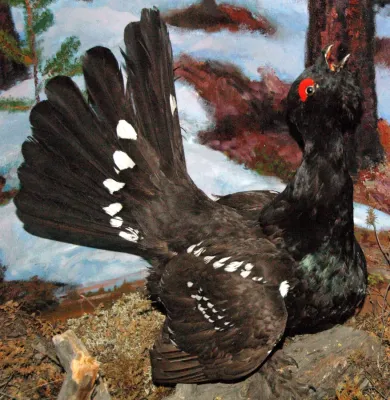File:Tetrao urogalloides (black-billed capercaillie) 1.jpg