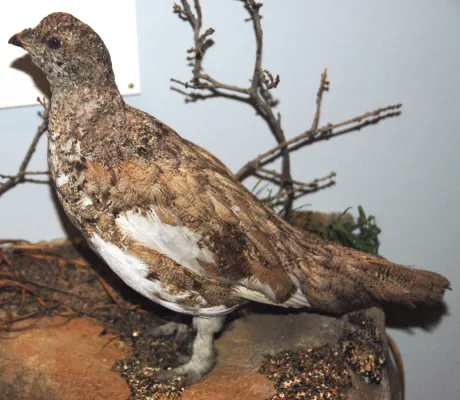 File:Lagopus leucura (white-tailed ptarmigan) 1.jpg