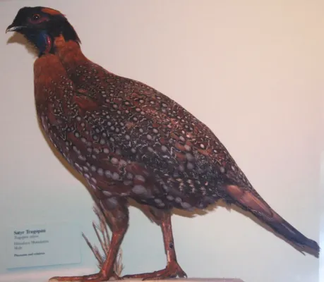 File:Tragopan satyra (satyr tragopan).jpg