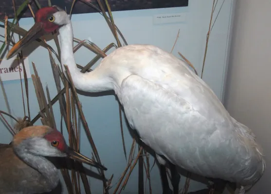 File:Grus americana (whooping crane).jpg