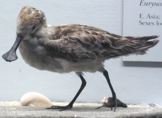 File:Calidris pygmaea (spoon-billed sandpiper).jpg