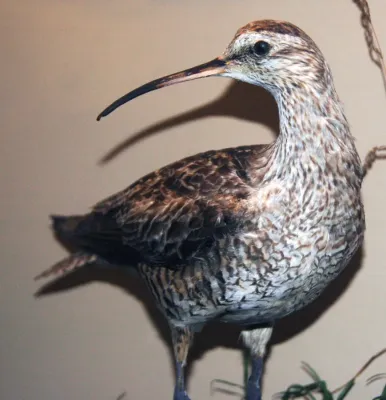 File:Numenius borealis (Eskimo curlew) 1.jpg