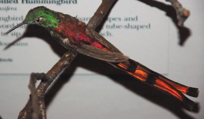 File:Sappho sparganurus (red-tailed comet).jpg