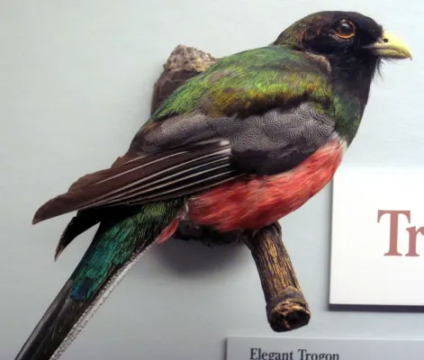 File:Trogon elegans (elegant trogon).jpg
