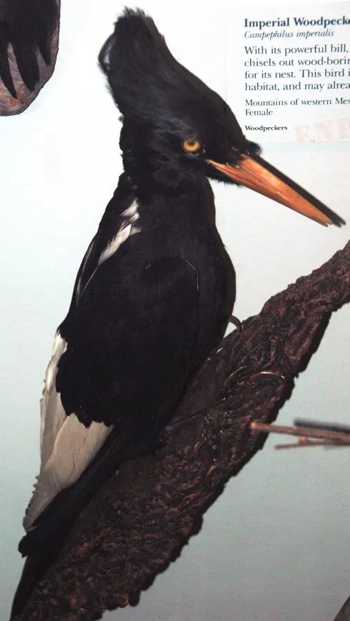 File:Campephilus imperialis (imperial woodpecker).jpg