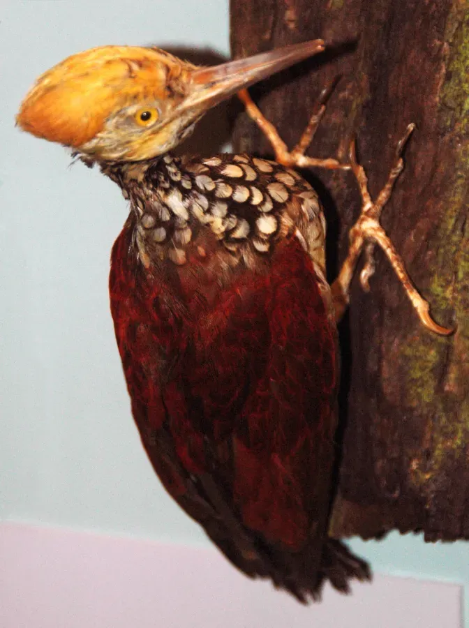 File:Chrysocolaptes xanthocephalus (Yellow-faced Flameback).jpg