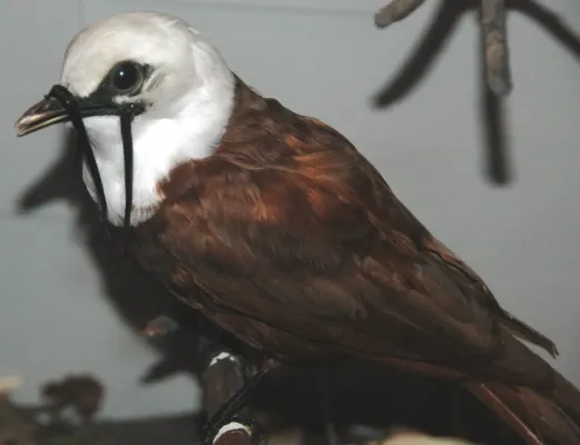 File:Procnias tricarunculatus (three-wattled bellbird).jpg