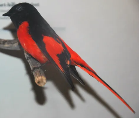 File:Pericrocotus brevirostris (short-billed minivet).jpg