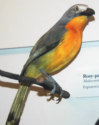 File:Malaconotus cruentus (fiery-breasted bushshrike).jpg