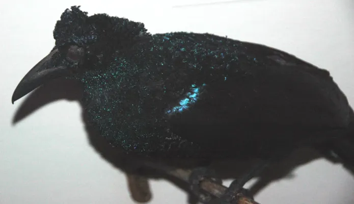 File:Manucodia comrii (curl-crested manucode).jpg
