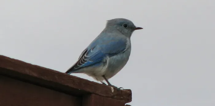 File:Sialia currucoides (mountain bluebird) (western North Dakota badlands, USA) 2.jpg