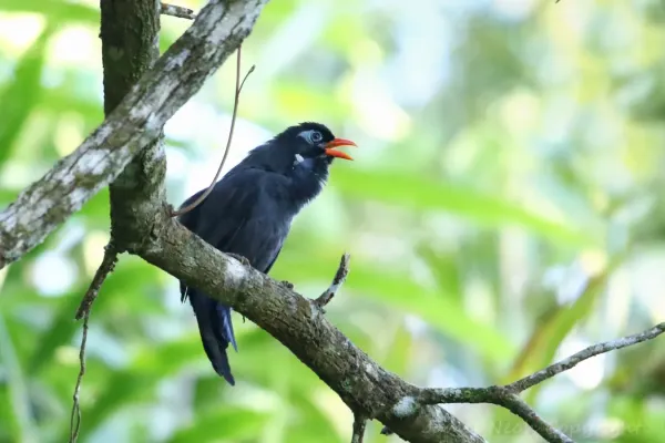 File:Black Laughingthrush Melanocichla lugubris, Malaysia 002k.jpg