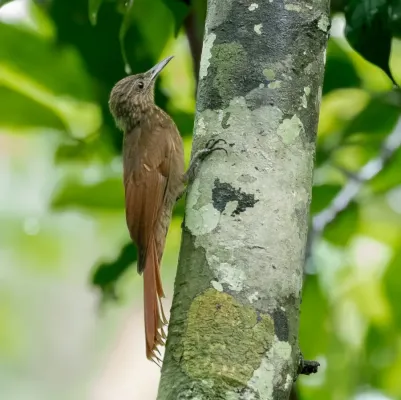 File:Deconychura longicauda - Long-tailed Woodcreeper; Manacapuru, Amazonas, Brazil.jpg