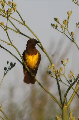 File:Pseudoleistes virescens -Entre Rios Province, Argentina-8.jpg