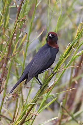 File:Chrysomus ruficapillus -Costanera Sur Nature Reserve, Argentina-8.jpg