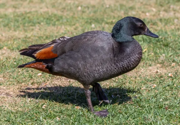 File:Tadorna variegata - male, Christchurch Botanic Gardens, New Zealand 23.jpg