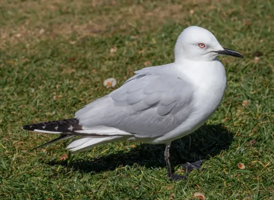 File:Chroicocephalus bulleri, Christchurch Botanic Gardens, New Zealand 26.jpg