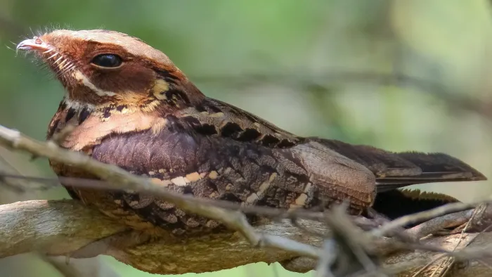 File:Caprimulgus atripennis.jpg