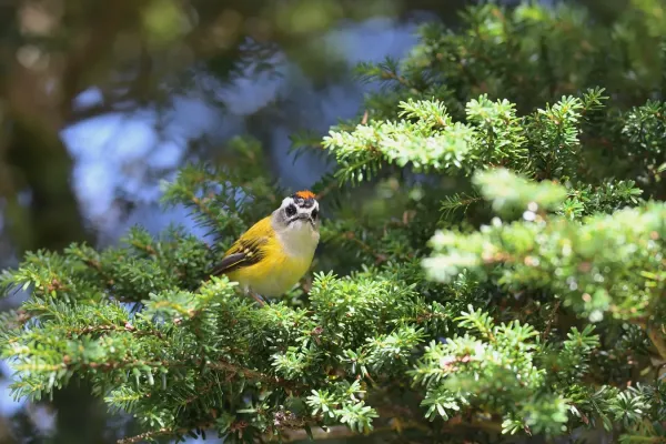 File:Flamecrest (Regulus goodfellowi).jpg