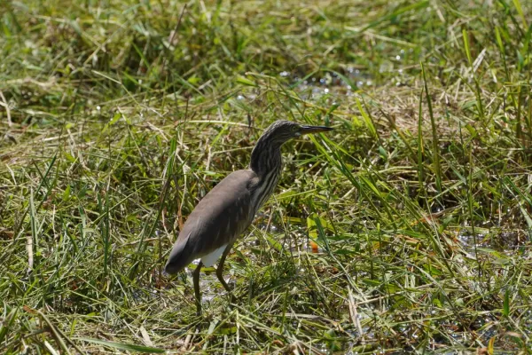 File:Ardeola grayii 06127.jpg