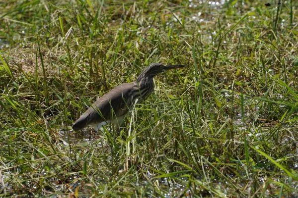 File:Ardeola grayii 06136.jpg