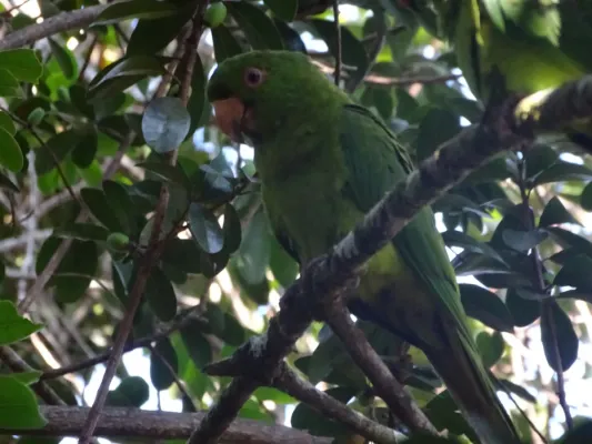 File:Psittacara brevipes.jpg