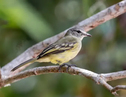 File:Myiopagis gaimardii - Forest Elaenia; Manacapuru, Amazonas, Brazil.jpg