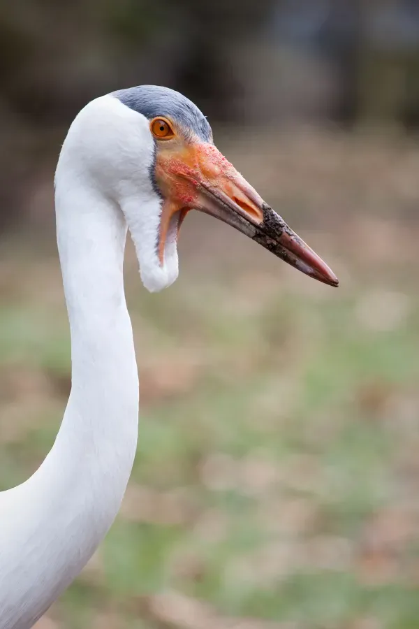 File:Bugeranus carunculatus -Dierenpark Amersfoort, Netherlands-8a.jpg