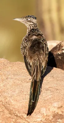 File:Greater roadrunner, Geococcyx californianus.jpg