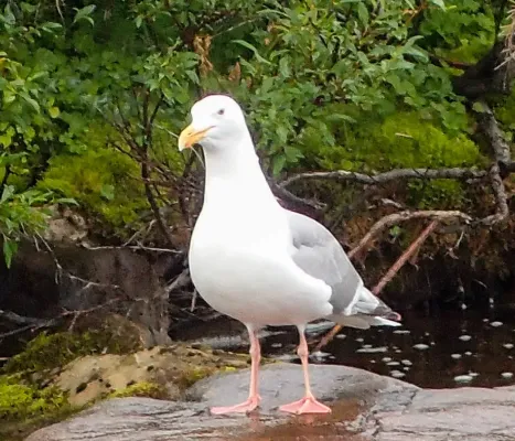 File:Larus smithsonianus × glaucescens.jpg