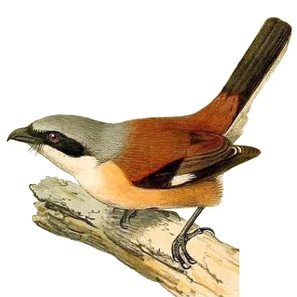 File:Lanius gubernator.jpg