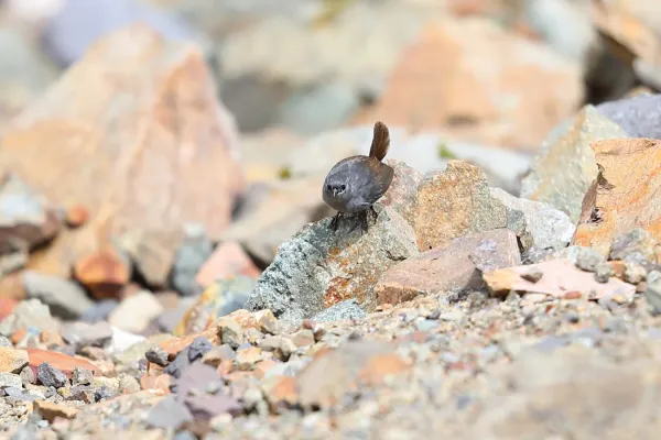 File:Scytalopus affinis - Ancash Tapaculo, Huascarán National Park, Ancash, Peru.jpg