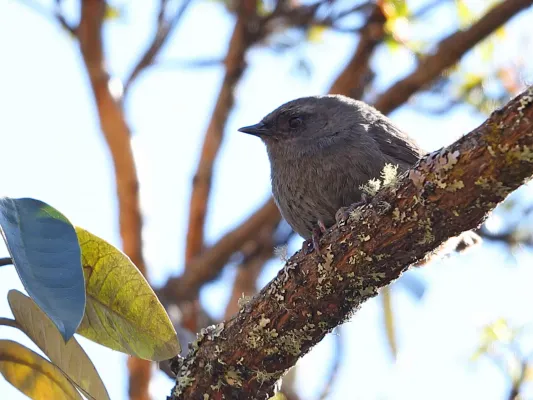 File:Scytalopus simonsi - Puna Tapaculo; Abra Malaga, Cuzco, Peru.jpg