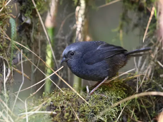 File:Scytalopus schulenbergi - Diameded Tapaculo; Abra Malaga, Cuzco, Peru.jpg