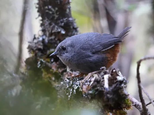 File:Scytalopus urubambae - Vilcabamba Tapaculo; Soraypampa, Cuzco, Peru.jpg