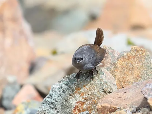File:Scytalopus affinis - Ancash Tapaculo, Huascarán National Park, Ancash, Peru (cropped).jpg
