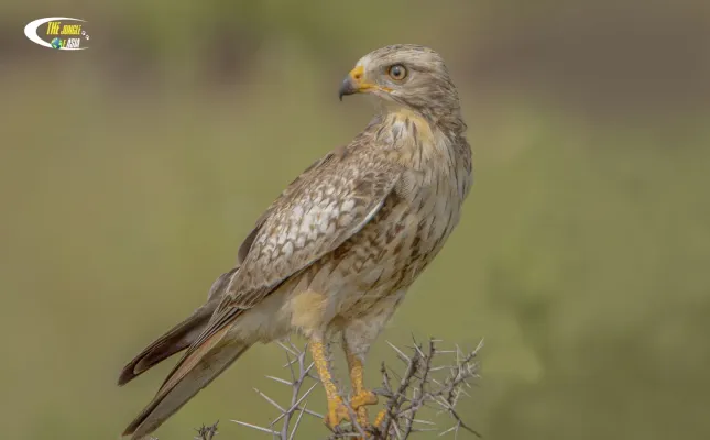 File:White-eyed buzzard (Butastur teesa).jpg