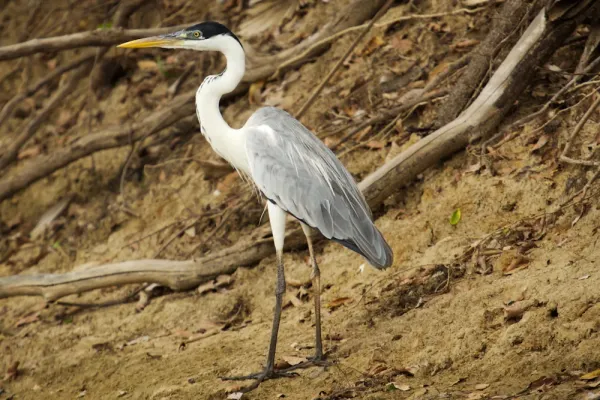 File:Cocoi Heron Ardea cocoi Pantanal 2009.jpg