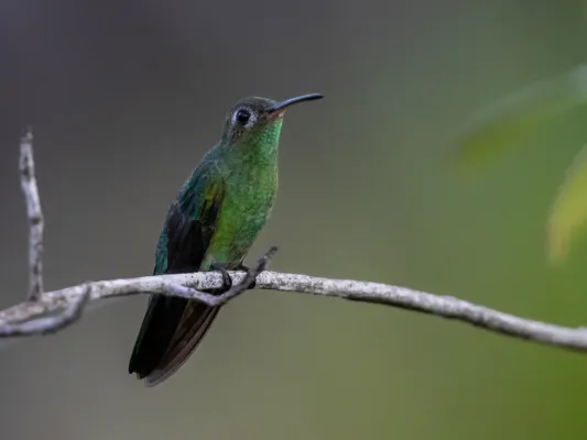 File:Polytmus theresiae - Green-tailed Goldenthroat; Novo Airão, Amazonas, Brazil.jpg