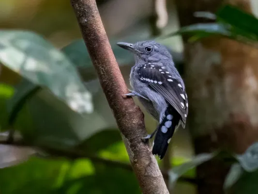 File:Megastictus margaritatus - Pearly Antshrike (male), Novo Airão, Amazonas, Brazil.jpg