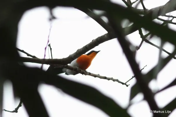 File:Laniarius brauni imported from iNaturalist photo 9005374 on 19 November 2020.jpg