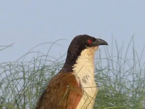 File:Centropus cupreicaudus 37128.jpg