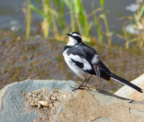 File:African Pied Wagtail (Motacilla aguimp), South Africa.jpg