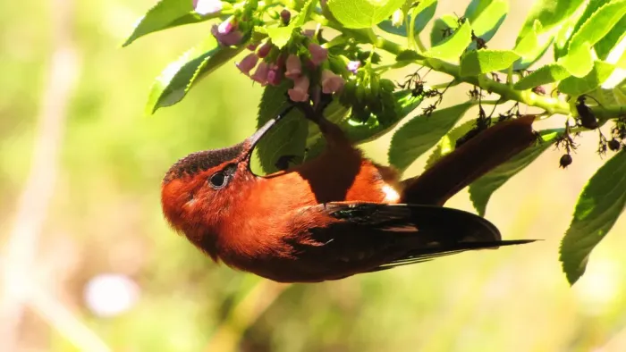 File:Sephanoides fernandensis.jpg