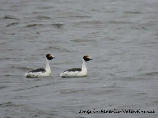 File:Podiceps gallardoi 86687360.jpg