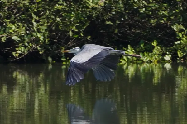 File:Egretta gularis 07851.jpg