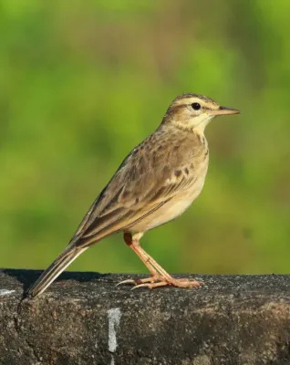 File:Anthus rufulus,paddyfield pipit.jpg