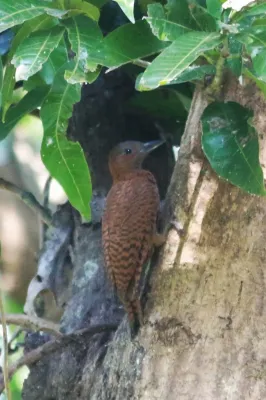 File:Micropternus brachyurus,rufous woodpecker.jpg