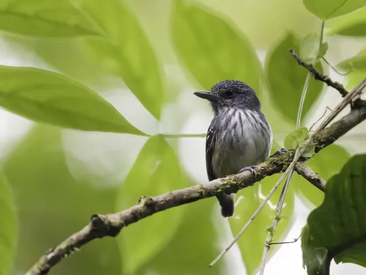 File:Dysithamnus striaticeps - Streak-crowned Antvireo.jpg